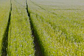 France, Somme, Vironchaux, Flax field in bloom (Linum usitatissimum)