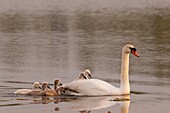 France, Somme, Somme Bay, Le Crotoy, Crotoy Marsh, juvenile mute Swan (Cygnus olor, Mute Swan)