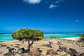 Mauritius, Rodrigues island, Anse Ally beach