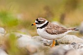 France, Somme, Baie de Somme, Cayeux-sur-mer, Ault, Le Hâble d'Ault, Common Ringed Plover (Charadrius hiaticula)