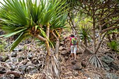 Mauritius, Rodrigues island, hike from Pointe Coton to Mourouk through Pandanus forest