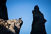 Frankreich, Alpes-Maritimes, Mercantour-Nationalpark, die zerklüfteten Reliefs der Aiguilles de Tortisse (2672m), Steinbockweibchen oder étagne (Capra ibex) und ihre Jungen, oder cabri