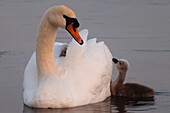 Frankreich, Somme, Somme Bay, Le Crotoy, Crotoy Marsh, junger Höckerschwan (Cygnus olor, Höckerschwan)