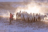 China, Innere Mongolei, Provinz Hebei, Zhangjiakou, Bashang-Grasland, mongolische Reiter führen eine Gruppe von Pferden auf einer schneebedeckten Wiese