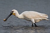 France, Somme, Baie de Somme, Le Crotoy, Crotoy marsh, Eurasian Spoonbill (Platalea leucorodia) fishing