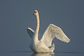 Frankreich, Somme, Somme Bay, Le Crotoy, Crotoy Marsh, Höckerschwan (Cygnus olor, Höckerschwan)