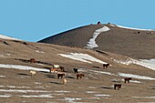 China, Inner Mongolia, Hebei Province, Zhangjiakou, Bashang Grassland, Colline landscape with domestic animals