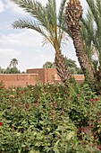 Morocco, Marrakesh, Beldi Country Club, Story: Fairytale rose garden