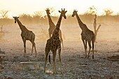 Namibia, Oshikoto province, Etosha National Park, giraffes (Giraffa camelopardalis) at sunset