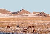 China, Inner Mongolia, Hebei Province, Zhangjiakou, Bashang Grassland, Colline landscape with domestic animals