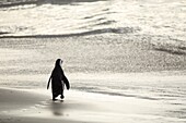 Südafrika, Westkap, Kap-Pinguin (Spheniscus demersus) gegen die Sonne in Boulders Beach, Kapstadt