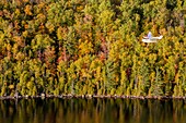 Kanada, Provinz Quebec, Region Mauricie, Flug mit der Firma Hydravion Aventure im Altweibersommer, Cessna 206 über dem borealen Wald (Luftaufnahme)