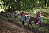 France, Jura, Prenovel, family trekking with a donkey in the forest of the Jura mountains