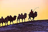 China, Innere Mongolei, Provinz Hebei, Zhangjiakou, Bashang-Grasland, Mongole am Steuer einer Kamelkarawane von Trampeltieren (Camelus bactrianus)