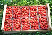 France, Oise, Crisolles, Rimbercourt farm, strawberry harvest