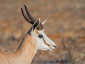 Namibia, Oshana province, Etosha National Park, Springbok