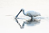 France, Somme, Baie de Somme, Le Crotoy, Crotoy marsh, Eurasian Spoonbill (Platalea leucorodia) fishing