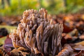 France, Somme, Crecy en Ponthieu, Crecy Forest, forest mushrooms, ramaria formosa