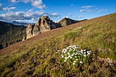 France, Alpes-Maritimes, Mercantour National Park, Aiguilles de Tortisse (2672m), simple leaved milfoil flowers (Achillea erba-rotta)