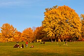 Kanada, Provinz Quebec, Montreal, Mount Royal, die Farben des Indian Summer