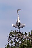 Brasilien, Mato Grosso, Pantanalgebiet, Cocoi-Reiher (Ardea cocoi), Flügel zur Sonne geöffnet