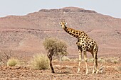 Namibia, Kunene province, Palmwag, giraffe (Giraffa camelopardalis)