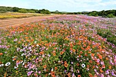 South Africa, Western Cape, Spring flowers lining the soil of WestCoast NP