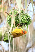 South Africa, Western Cape, Cape Weaver (Ploceus capensis) hanging from nest in WestCoast National Park