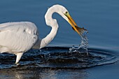 France, Somme, Somme Bay, Le Crotoy, Crotoy marsh, Great Egret fishing (Ardea alba)