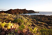 Spanien, Kanarische Inseln, Insel Teneriffa, Punta de Teno, mit Kakteen bewachsener Boden an der Spitze des Teno, zwischen Klippe und Meer