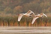 France, Somme, Somme Bay, Le Crotoy, Crotoy Marsh, Mute Swan (Cygnus olor, Mute Swan) flying