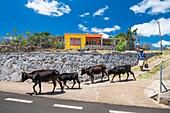 Mauritius, Rodrigues island, Grand Baie, shepherdess and her flock