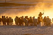 China, Innere Mongolei, Provinz Hebei, Zhangjiakou, Bashang-Grasland, mongolische Reiter führen einen Trupp von Pferden an, die auf einer schneebedeckten Wiese laufen