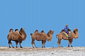 China, Innere Mongolei, Provinz Hebei, Zhangjiakou, Bashang-Grasland, Mongole am Steuer einer Kamelkarawane von Trampeltieren (Camelus bactrianus)