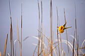 South Africa, Western Cape, Cape Weaver (Ploceus capensis) in WestCoast National Park