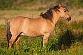 France, Somme, Baie de Somme, Le Crotoy, Henson horses in the marshes, this breed was created in the Bay of Somme for equestrian walk and eco-grazing