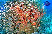 Egypte, Red Sea, glass-fish (Parapriacanthus guentheri) and red bushy sponges