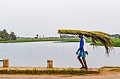 Ivory Coast, Grand Bassam, man crrying palmtrees leaves in front of the lagoon