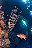 Egypt, Red Sea, a coral reef