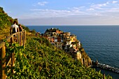 Italien, Ligurien, Provinz La Spezia, Nationalpark Cinque Terre, von der UNESCO zum Weltkulturerbe erklärt, das Dorf Manarola und sein Weinberg