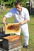 Frankreich, Oise, Thiescourt, Honighaus der Divette, Celestin kontrolliert einen Bienenschwarm in einem Bienenstock