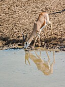 Namibia, Oshana province, Etosha National Park, Springbok