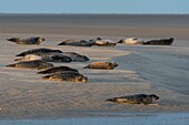 Frankreich, Somme, Authie-Bucht, Berck-sur-mer, Seehunde auf den Sandbänken