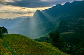 Vietnam, Bac Ha, landscape, rice fileds in terrace