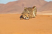 Namibia, Privatreservat, Gepard (Acinonyx jubatus), in Gefangenschaft