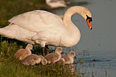 France, Somme, Somme Bay, Le Crotoy, Crotoy Marsh, juvenile mute Swan (Cygnus olor, Mute Swan)