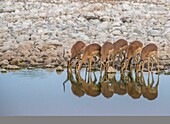 Namibia, Provinz Oshana, Etosha-Nationalpark, Schwarzgesicht-Impalla