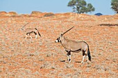 Namibia, Hardap province, Namibrand nature reserve, Gemsbok