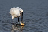 France, Somme, Baie de Somme, Le Crotoy, Crotoy marsh, Eurasian Spoonbill (Platalea leucorodia) fishing