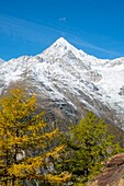 Switzerland, Valais, Zermatt valley, hiking between Randa and Zermatt along Europaweg, featuring the world's longest pedestrian suspension bridge (500 meters), view towards Weisshorn